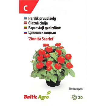 Erkpunased pruudisõlged (Zinnia elegans 'Zinnita Scarlet') mustas potis, pakendil tekst ja logo "Baltic Agro".
