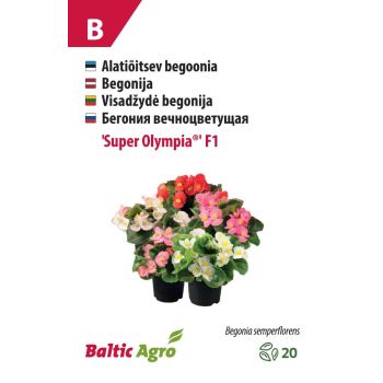 Seemned begoonia 'Super Olympia'® Baltic Agro