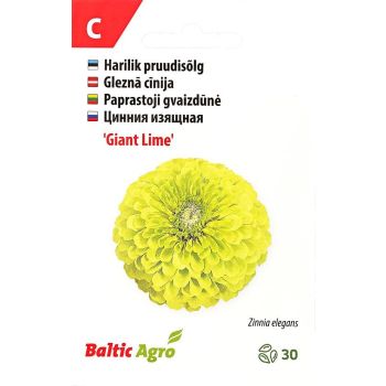 Suur, erksavärviline, lubjarohekas 'Giant Lime' pruudisõlmlu lillesemne pakend, millel on õie foto ja silt Balti Agro. Pakendis on 30 seemet.