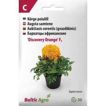 Kollase peiulille 'Discovery Orange' seemnepakend, millel on lopsakas taim roheliste lehtede ja erkoranžide õitega potis.