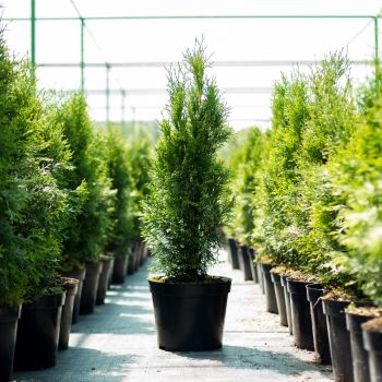 Roheline elupuu pottides, reas kasvamas avatud aianduskeskuses. Taim on kõrge ja kitsas, ideaalne aiahekiks või privaatsustsooni loomiseks.