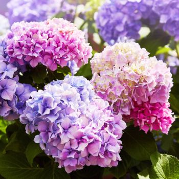 Erksavärvilised sinised, lillad ja roosad hortensiad päikesepaistel.