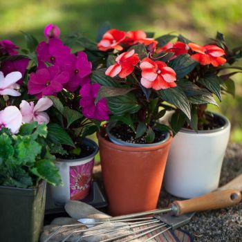 Erinevates toonides õitsevad lilled (punased, roosad, lillad) erisuurustes lillepottides koos aiandustööriistadega esiplaanil.