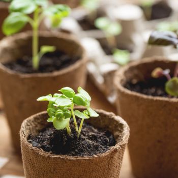Taimed biolagunevates pottides, mis näitavad kasvamise algfaasi. Ideaalne pilt illustreerimaks külvamise meistriklassi teemal.