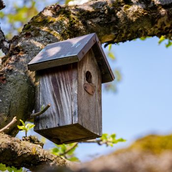 Puidust linnupesa ripub puuoksal, taustal sinine taevas ja rohelised lehed.