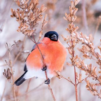 Punase ja musta sulestikuga lind istub talvisel taustal kuivanud oksal. Taust on hägune, rõhutades linnu erksaid värve.