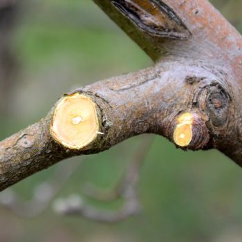 Õunapuu oksa lähivõte, kus on näha kaks hiljuti tehtud lõikepinda.