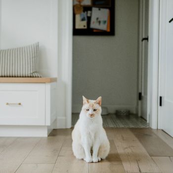 Valge kass istub puitpõrandal toas, taustal on mööbel ja siseuks