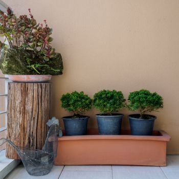 Ruumisäästlik aianurk rõdul, kus on üks suur puust kaetud vaas ja kolm väikest musta plastikust potti, milles kasvavad rohelised taimed. Taustaks on oranž pink ja helekollased seinad.