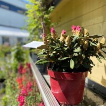 Punases potis õitsev roosakate õitega taim, asetatud rõdu servale, taustal roheliste taimede ja kollase seinaga.