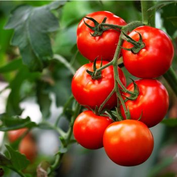 Küpsed punased tomatid kobaras, roheliste lehtedega taustal. Rippuvad taimel, näidates elujõulist värskust ja aianduse ilu.