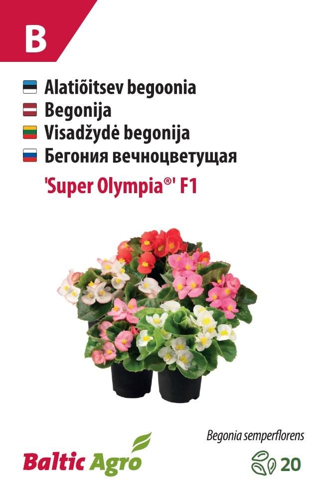 Seemned begoonia 'Super Olympia'® Baltic Agro 4744360013053