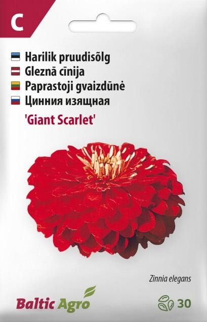 Seemned Pruudisõlg Giant Scarlet 4744360018942