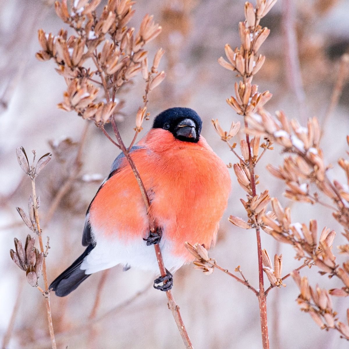 Novembri toimetused blogi-Novmebri-toimetused