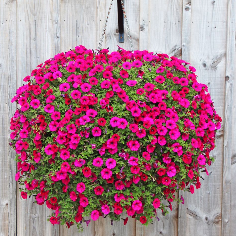 Rippuv lillepott heleda puidust taustaga, täis intensiivse roosade õitega petuuniaid.