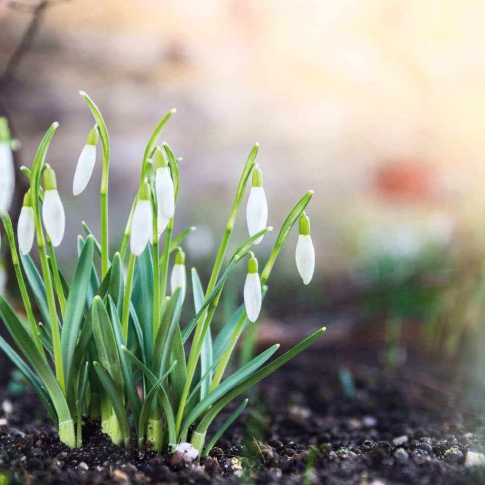 Väike klomp lumikellukesi mullal. Taimed on teravad fookuses, valged õied, rohelised lehed. Tagaplaan on pehme fookusega looduslik keskkond.
