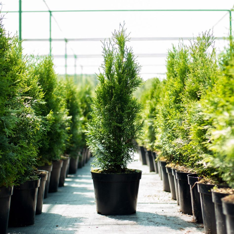 Roheline elupuu pottides, reas kasvamas avatud aianduskeskuses. Taim on kõrge ja kitsas, ideaalne aiahekiks või privaatsustsooni loomiseks.