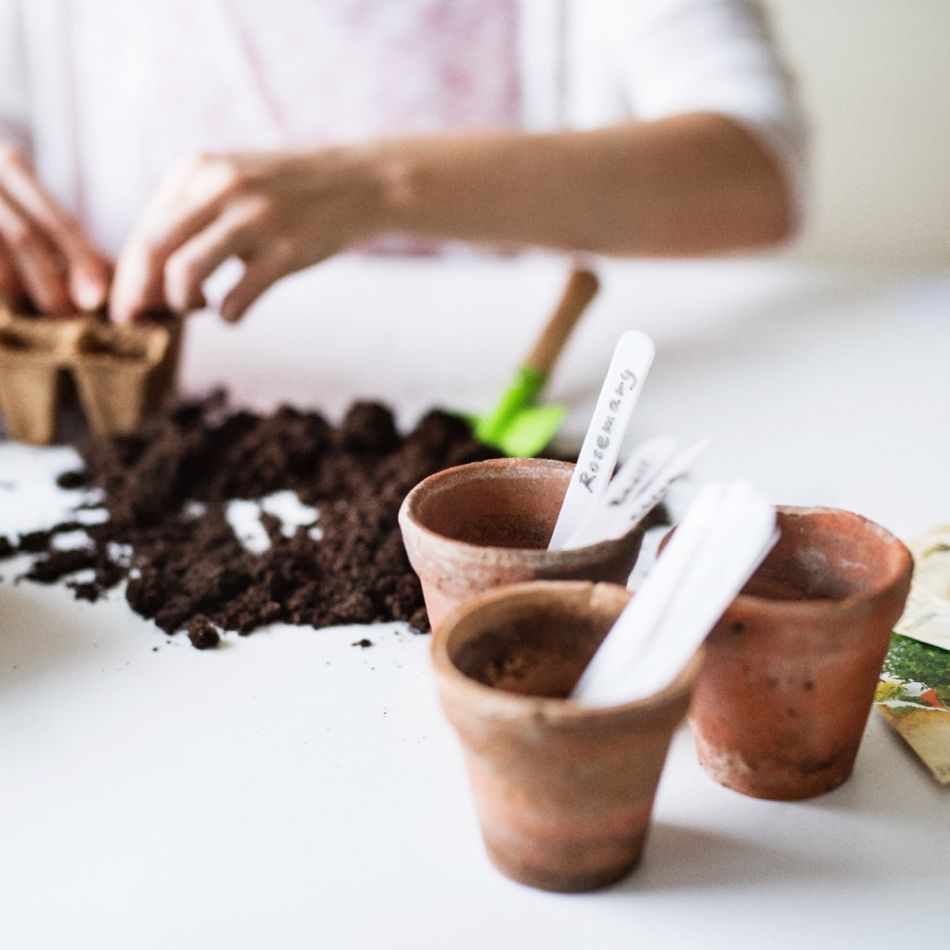 Kolm väikest pruuni savipotti, millest kaks on täidetud mullaga. Lauale on puistatud mulda, kõrval on sildid ja taimevarred. Sobib suurepäraselt istikute ettekasvatamiseks.