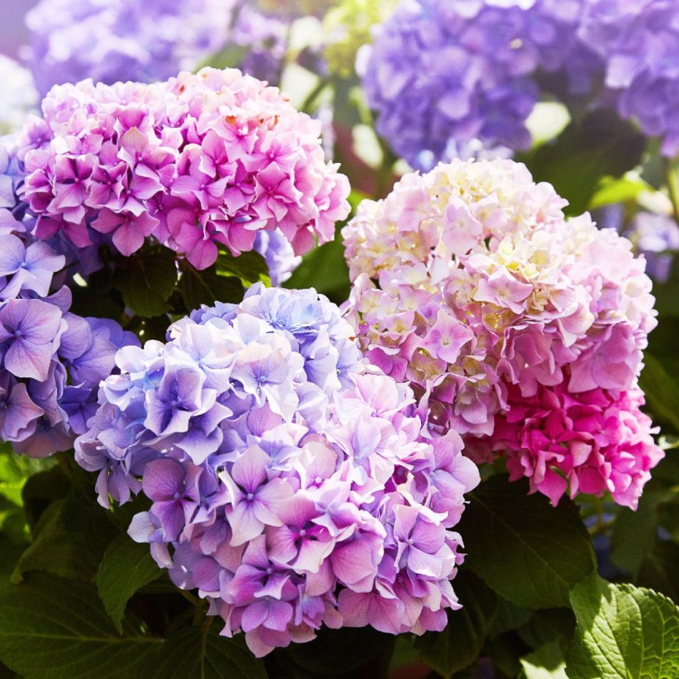 Erksavärvilised sinised, lillad ja roosad hortensiad päikesepaistel.