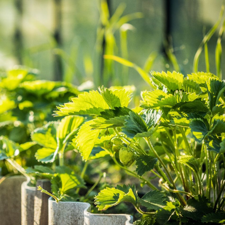 Värske roheline maasikataimede rida päikeselises aias, istutatud hallidest kiviplaatidest piiratud peenrasse.