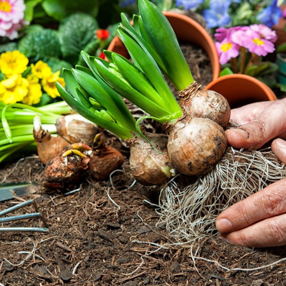 Käed käitlevad sibullilli, nagu hüatsindid, aianduskeskkonnas koos mullase ja teiste taimepotidega taustal.