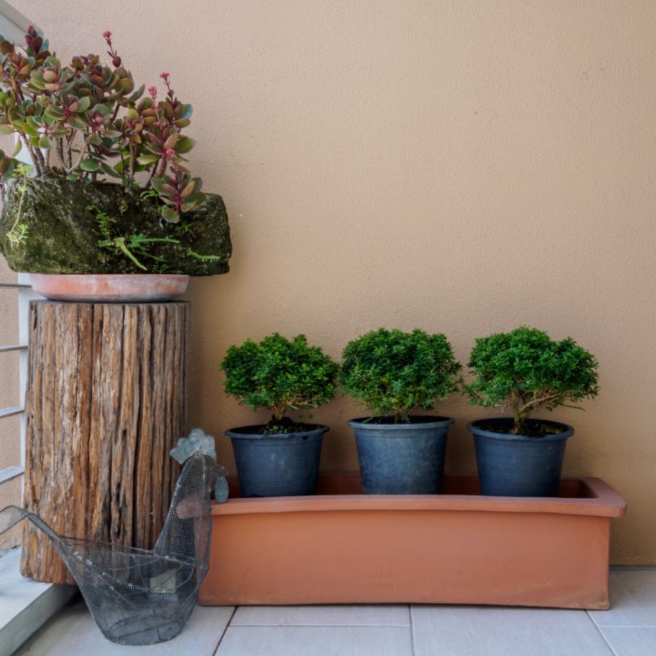 Ruumisäästlik aianurk rõdul, kus on üks suur puust kaetud vaas ja kolm väikest musta plastikust potti, milles kasvavad rohelised taimed. Taustaks on oranž pink ja helekollased seinad.