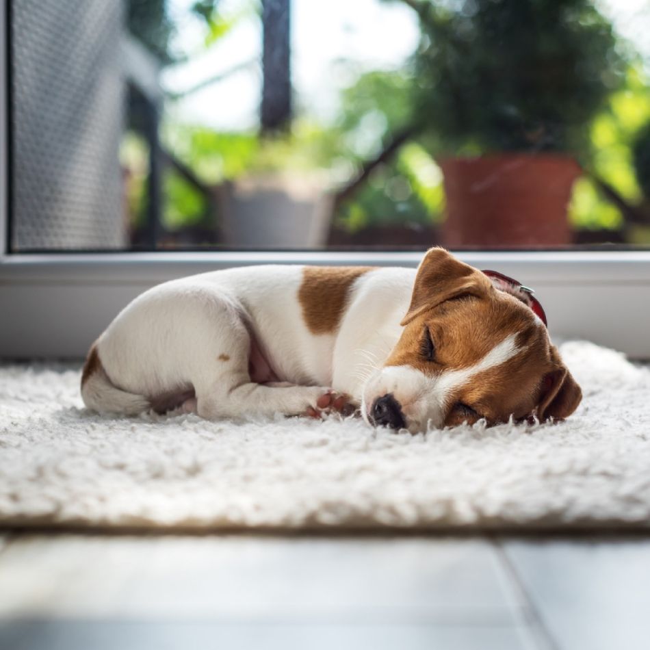 Valgepruuni triibuline koer magab heledal vaibal akna juures, pakkudes vaadet rohelisele aiale väljaspool.