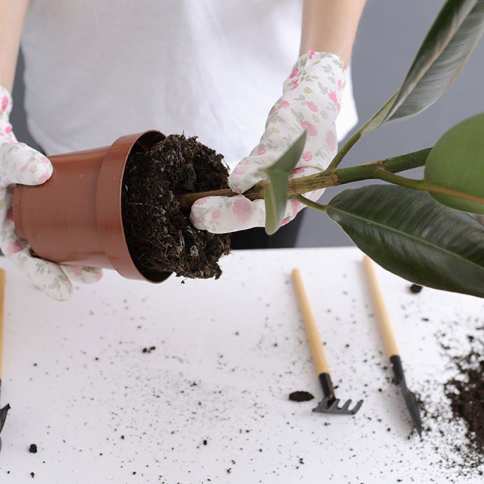Käed istutavad suurt rohelist taime väikesesse pruuni savipotti, ümbritsetuna mullakuhja ja aiatööriistadega hallil taustal.