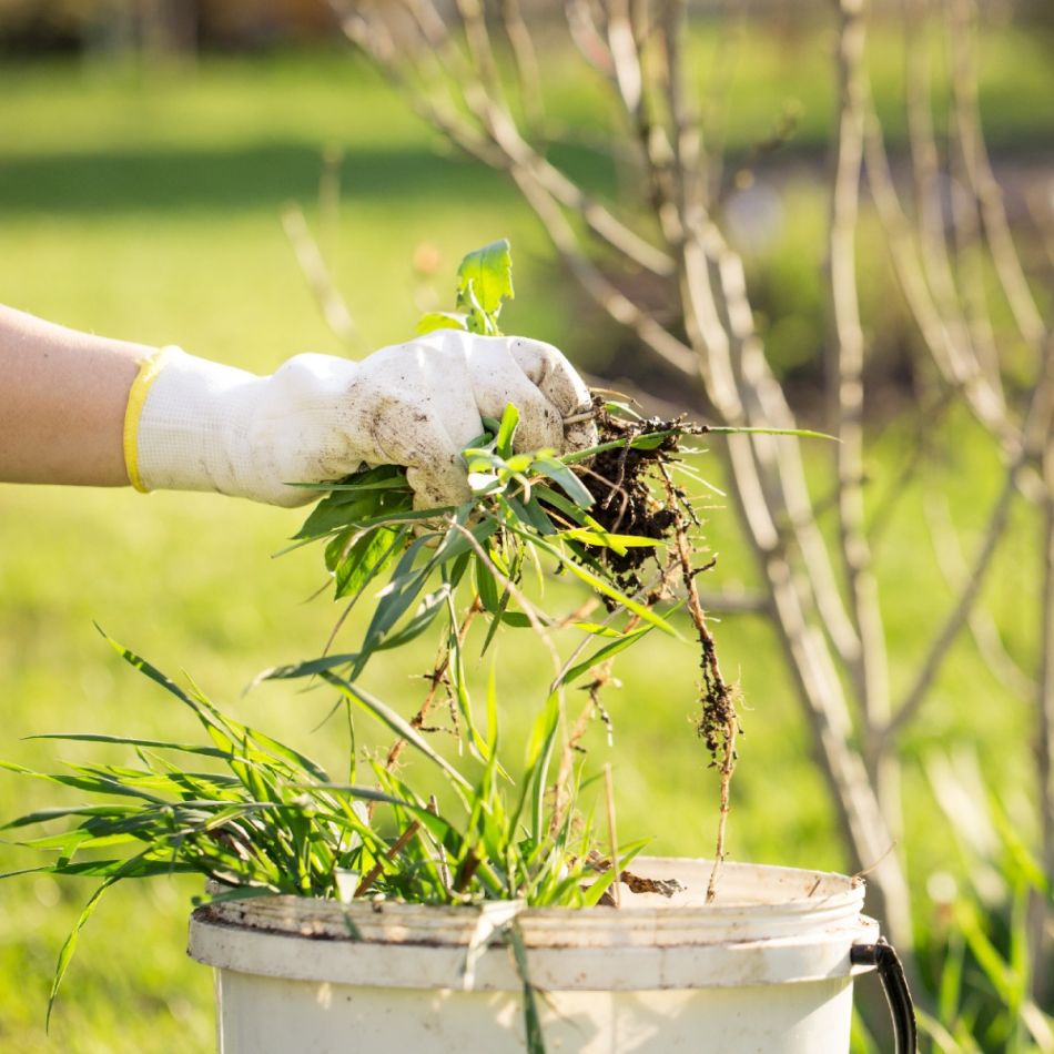 Käsi valges kindas hoiab ämbrit, milles on umbrohtu. Taustal näeme rohelist aeda.