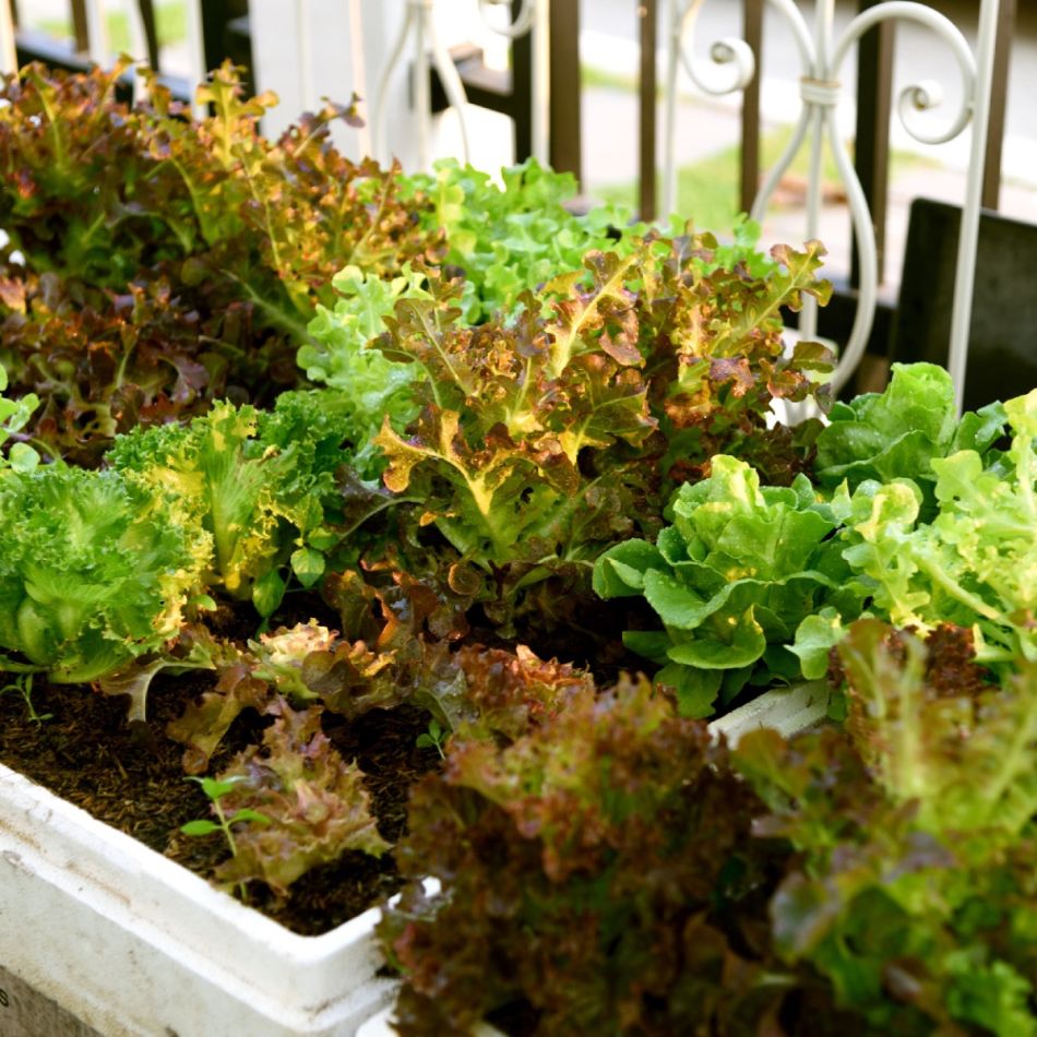 Mitmevärvilised lehtsalatid plastikkastides, välistingimustes päevavalguses. Näha on rohelised ja punakad lehesalatitüübid.